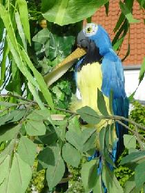 ... und hier der Papagei und die Schlange.